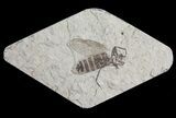Fossil March Fly (Plecia) - Green River Formation #65158-1